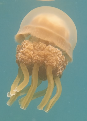 タコクラゲの写真