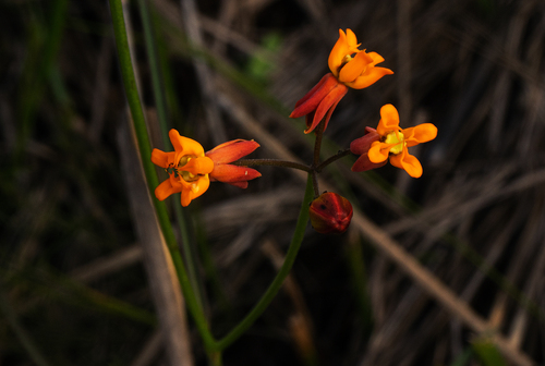 Stathmostelma pauciflorum image