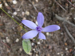 Cyanicula sericea