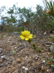 Hibbertia pulchra