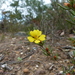 Hibbertia pulchra - Photo (c) botanygirl, osa oikeuksista pidätetään (CC BY), lähettänyt botanygirl