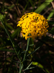 Gnidia chrysantha image