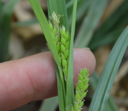 Image of Carex flaccosperma by (c) Dan Johnson, some rights reserved (CC BY)