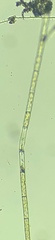Charophyta