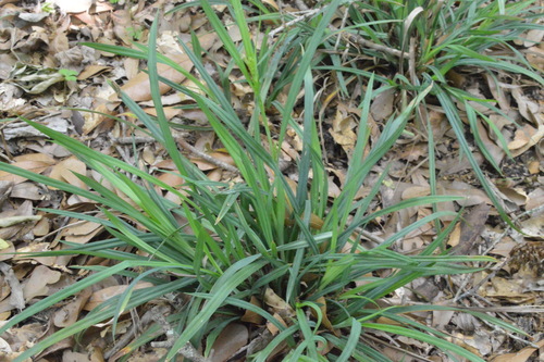 Image of Carex flaccosperma by (c) Dan Johnson, some rights reserved (CC BY)