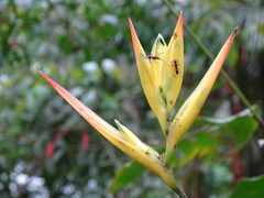 Heliconia hirsuta image