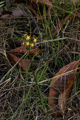 Glossostelma carsonii image