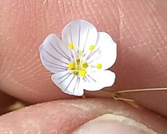 Leptosiphon liniflorus