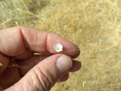 Leptosiphon liniflorus