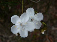 Drosera pallida