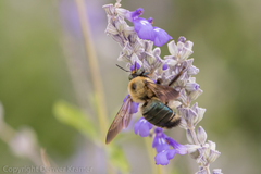 Xylocopa virginica texana