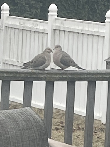 Mourning Dove photographed in Iowa
