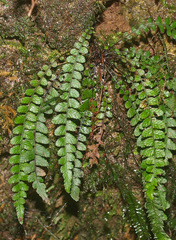 Blechnum membranaceum
