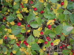 Crataegus × media