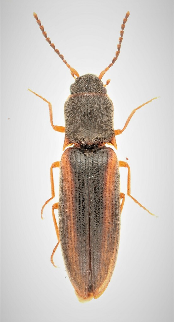 Dalopius vernus