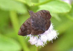 Pellicia arina