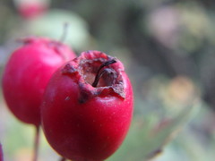 Crataegus × media