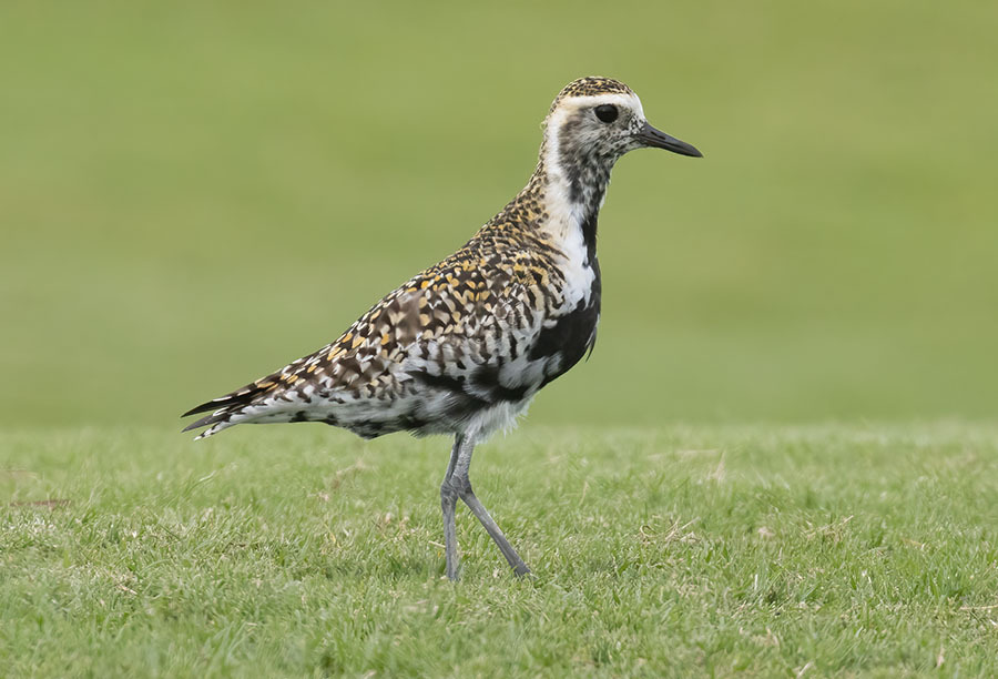 Pacific Golden-plover