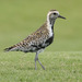 Pacific Golden-Plover - Photo (c) Paul Donahue, some rights reserved (CC BY-NC), uploaded by Paul Donahue