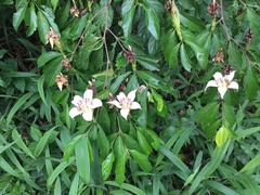 Rothmannia longiflora image