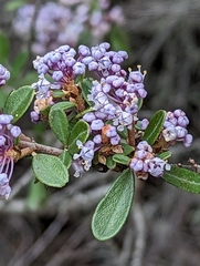 Ceanothus cuneatus var. ramulosus