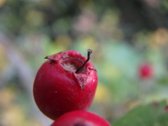 Crataegus × media