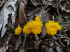 Alatae