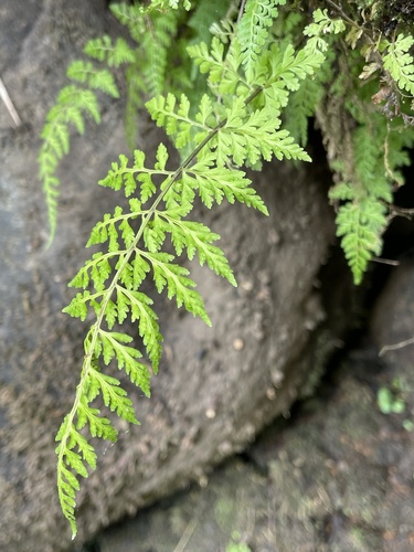 Cystopteris diaphana image