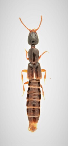 Intermediate Rove Beetle