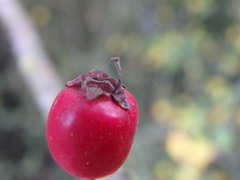 Crataegus × media