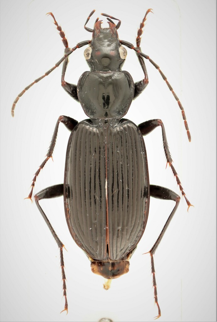 Platynus mannerheimii