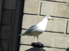 Larus argentatus