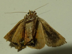Noctua janthina