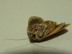 Noctua janthina