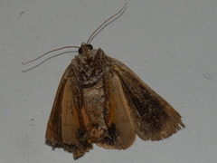Noctua janthina