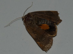 Noctua janthina