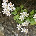 Howell's Saxifrage - Photo no rights reserved, uploaded by James H. Thomas