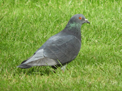 Columba livia domestica