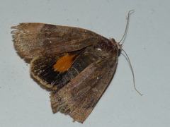 Noctua janthina
