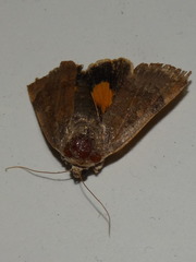 Noctua janthina