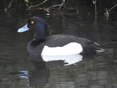 Aythya fuligula