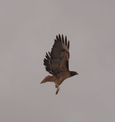 Buteo jamaicensis