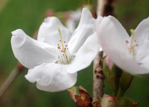 Cerasus nipponica iNat (2)