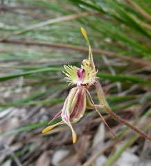 Caladenia plicata