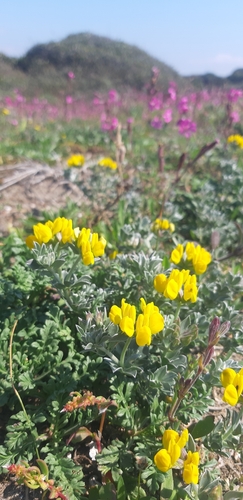 Grey bird's-foot-trefoil