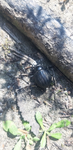 Pimelia bipunctata