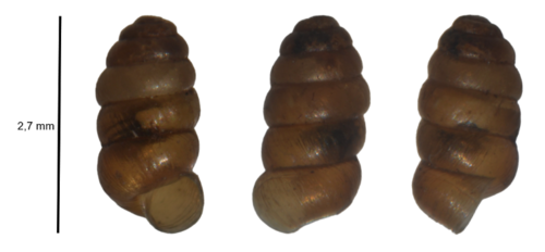 Toothless Chrysalis-snail