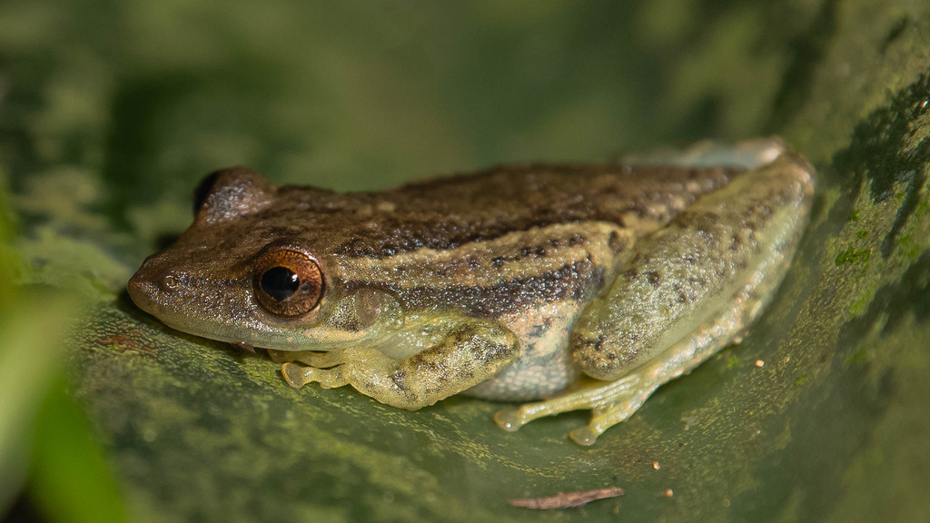 Crubixa Snouted Tree Frog from Cachoeiras de Macacu - État de Rio de ...