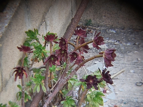 Aeonium arboreum