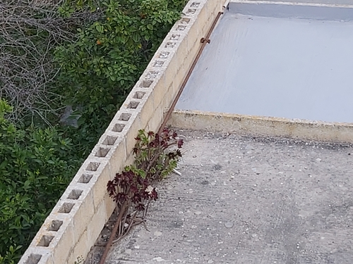 Aeonium arboreum